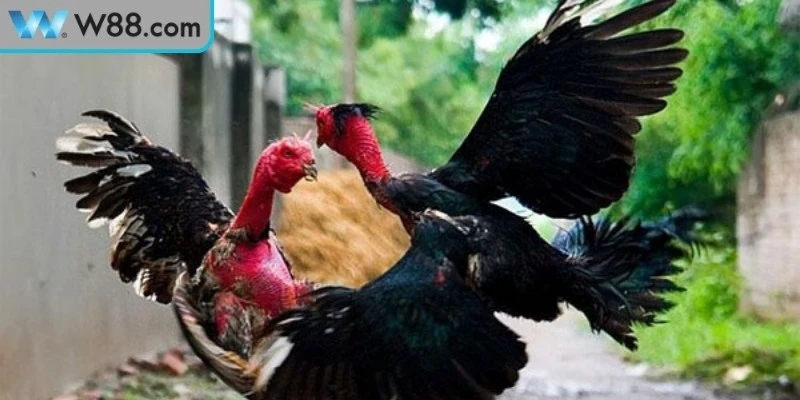 Cách Đánh Bại Gà Đá Đối Thủ Mạnh Hiệu Quả Cao Khi Thi Đấu - Nogiba Cách Đánh Bại Gà Đá Đối Thủ Mạnh Hiệu Quả Cao Khi Thi Đấu - Nogiba
