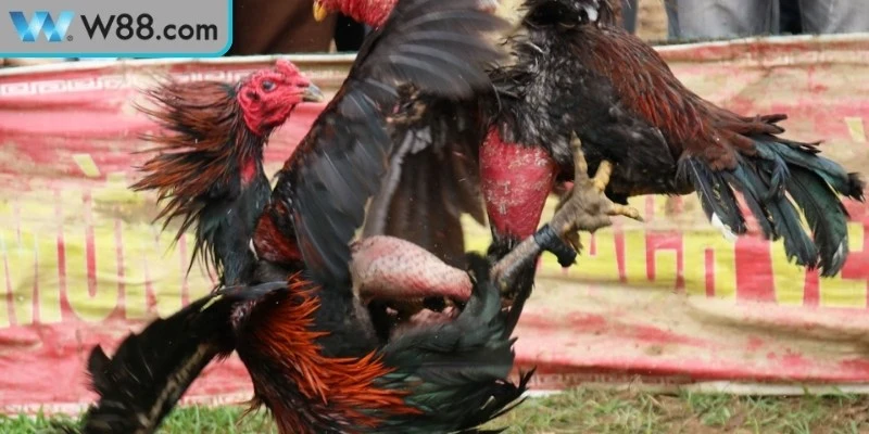 Cách Đánh Bại Gà Đá Đối Thủ Mạnh Hiệu Quả Cao Khi Thi Đấu - Nogiba Cách Đánh Bại Gà Đá Đối Thủ Mạnh Hiệu Quả Cao Khi Thi Đấu - Nogiba