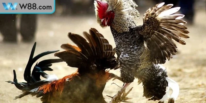 Đá Gà Cựa Sắt Kinh Nghiệm Và Kỹ Thuật Nuôi Cực Chuẩn - Nogiba Đá Gà Cựa Sắt Kinh Nghiệm Và Kỹ Thuật Nuôi Cực Chuẩn - Nogiba