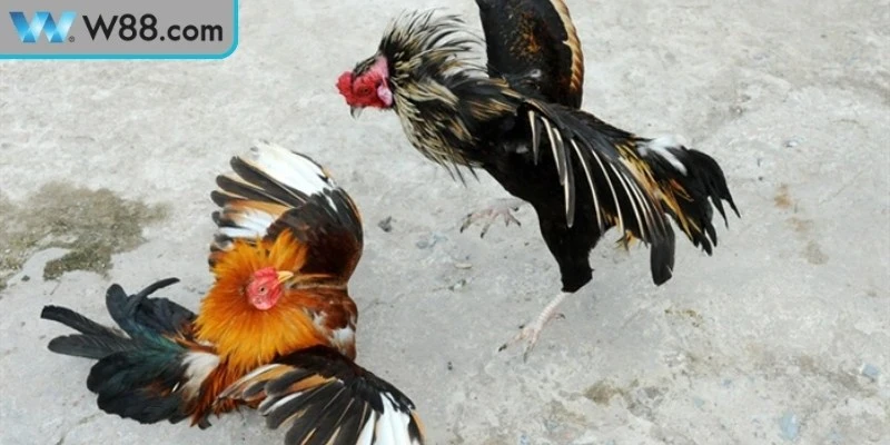 Đá Gà Cựa Sắt Kinh Nghiệm Và Kỹ Thuật Nuôi Cực Chuẩn - Nogiba Đá Gà Cựa Sắt Kinh Nghiệm Và Kỹ Thuật Nuôi Cực Chuẩn - Nogiba