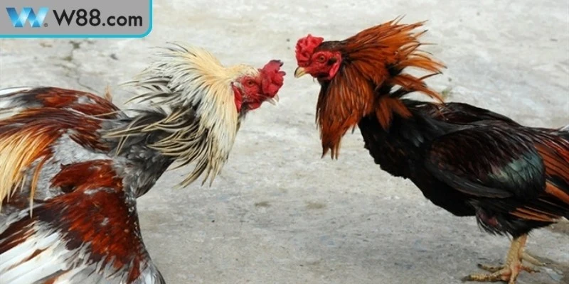 Đá Gà Đòn Bản Lĩnh Chiến Kê Trong Đấu Trường Truyền Thống - Nogiba
