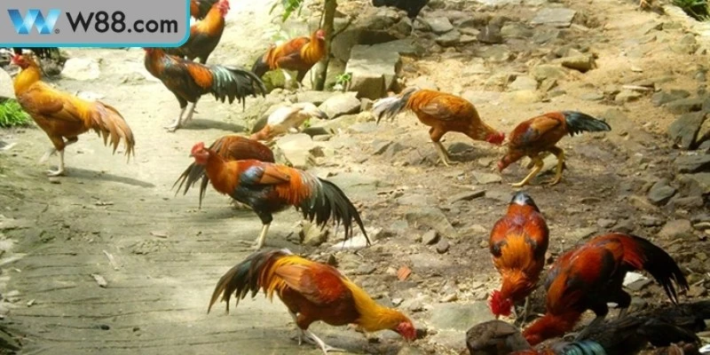 Đá Gà Đòn Bản Lĩnh Chiến Kê Trong Đấu Trường Truyền Thống - Nogiba
