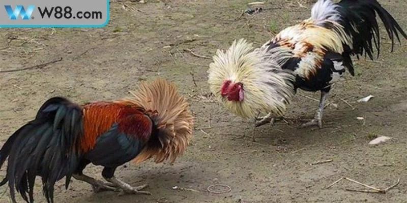 Mẹo Đá Gà Tránh Bị Thua - Bí Quyết Vàng Cho Kê Thủ - Nogiba Mẹo Đá Gà Tránh Bị Thua - Bí Quyết Vàng Cho Kê Thủ - Nogiba