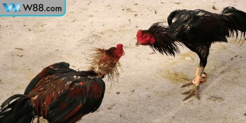 Mẹo Đá Gà Tránh Bị Thua - Bí Quyết Vàng Cho Kê Thủ - Nogiba Mẹo Đá Gà Tránh Bị Thua - Bí Quyết Vàng Cho Kê Thủ - Nogiba