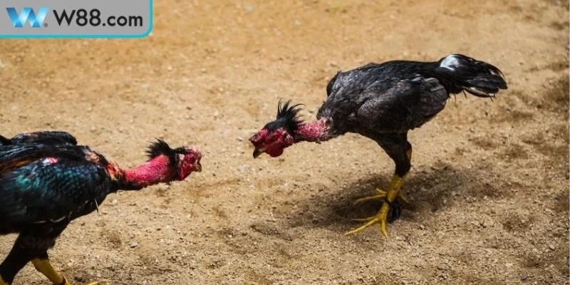 Mẹo Đá Gà Tránh Bị Thua - Bí Quyết Vàng Cho Kê Thủ - Nogiba Mẹo Đá Gà Tránh Bị Thua - Bí Quyết Vàng Cho Kê Thủ - Nogiba